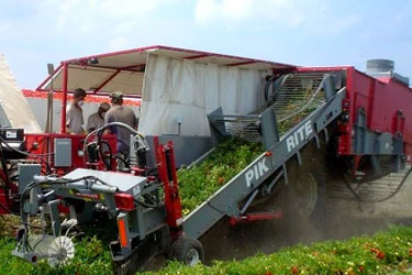 pik-rite-190-tomato-harvester - Pik Rite